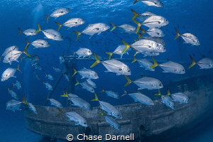 "Cyclone"
A school of Horse-eyed Jacks making moves arou... by Chase Darnell 